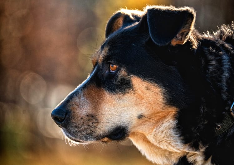 После тяжёлой операции Филя нуждается в помощи для реабилитации