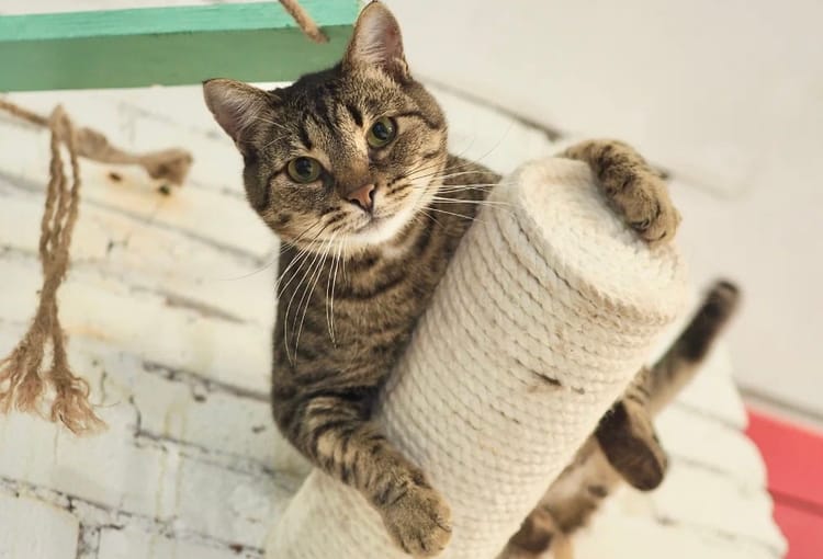 Арчи ищет дом и семью, помогите оплатить его содержание в приюте