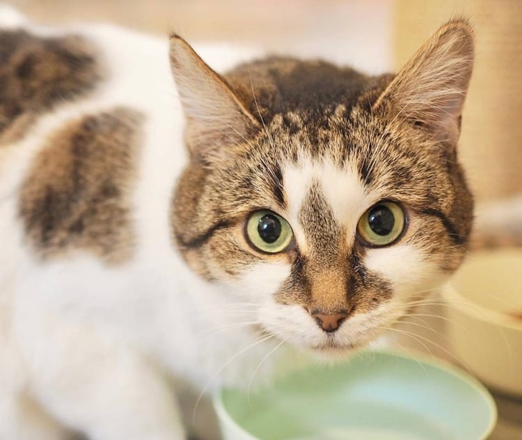 Москва — спасённая кошка, которая мечтает о доме и любви