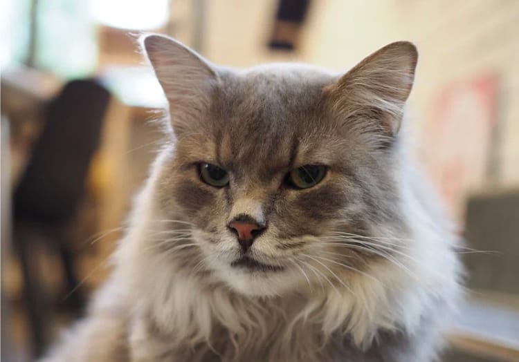 Риддер живёт в Котобюро и нуждается в хорошем корме