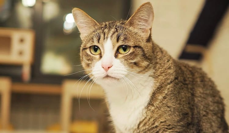 Давайте поможем кошке Симе снова найти своего человека