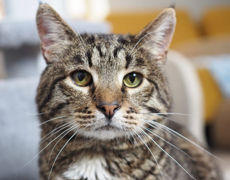 Киль — спасённый кот, ему нужен дом и забота, пока он в приюте