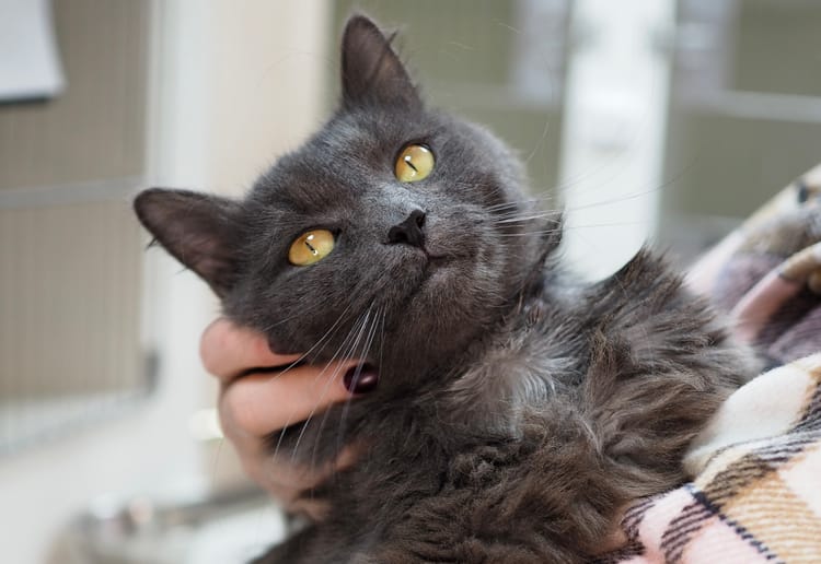 Коту Серебрянску нужна помощь: болезненные инъекции дают шанс на жизнь