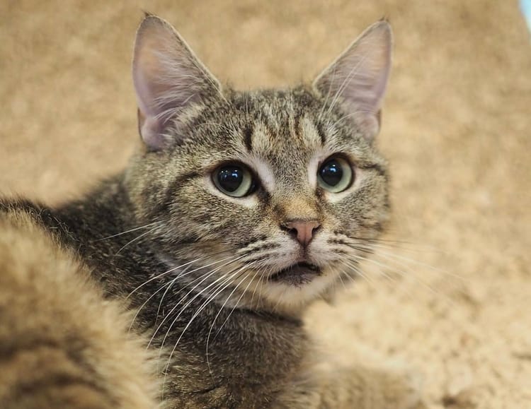 Поможем заболевшему Еревану получить препарат для долгой и счастливой жизни