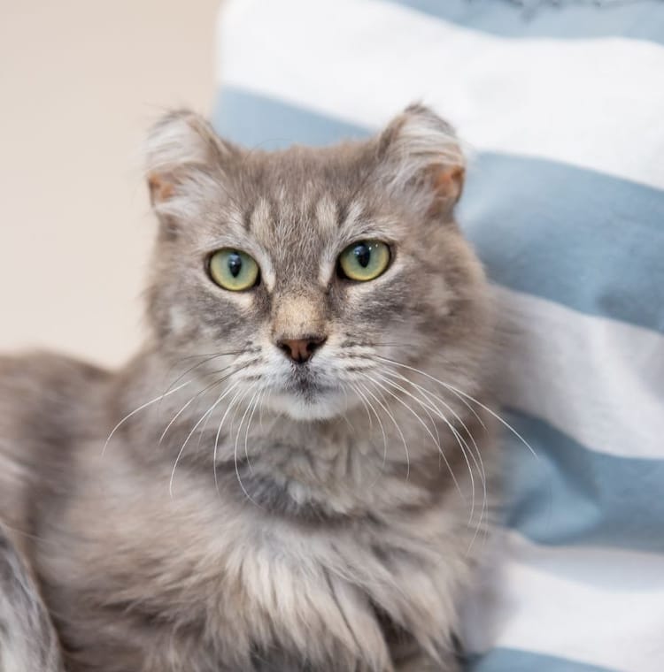 Кошка Сильва мечтает о своём доме и хозяине, который будет её любить