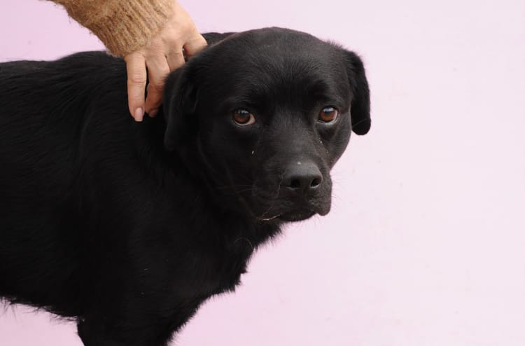 Сэму нужна поддержка — пожертвование может подарить ему счастливую жизнь