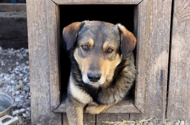 Воспитанный и умный пёс Захар с дефектом лапы надеется на вашу поддержку