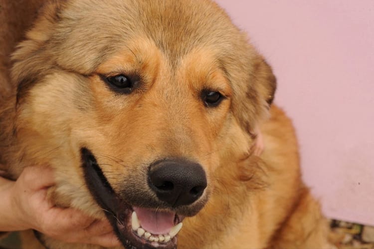 Попав под машину, Дюк лишился лапы. Помогите особенному псу