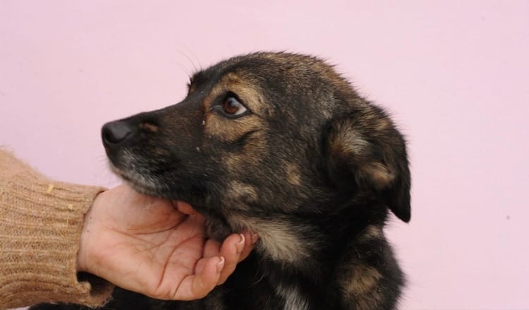 Ляля из приюта нуждается в помощи: у неё переломы и остеомиелит