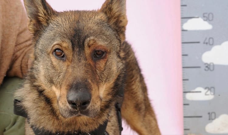 Барни потерял зрение, но не утратил желание жить. Поможем ему найти дом?