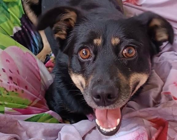 Помогите сделать жизнь собачки с инвалидностью счастливой