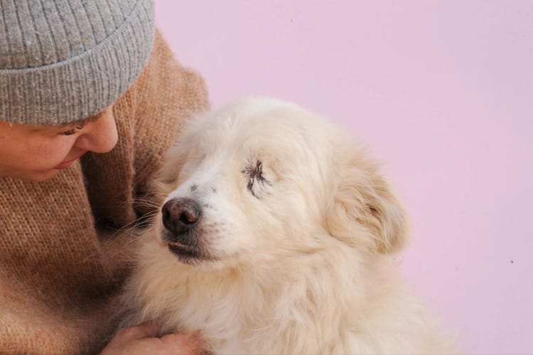 Слепой отважный Тишка ищет поддержку для комфортной жизни в приюте