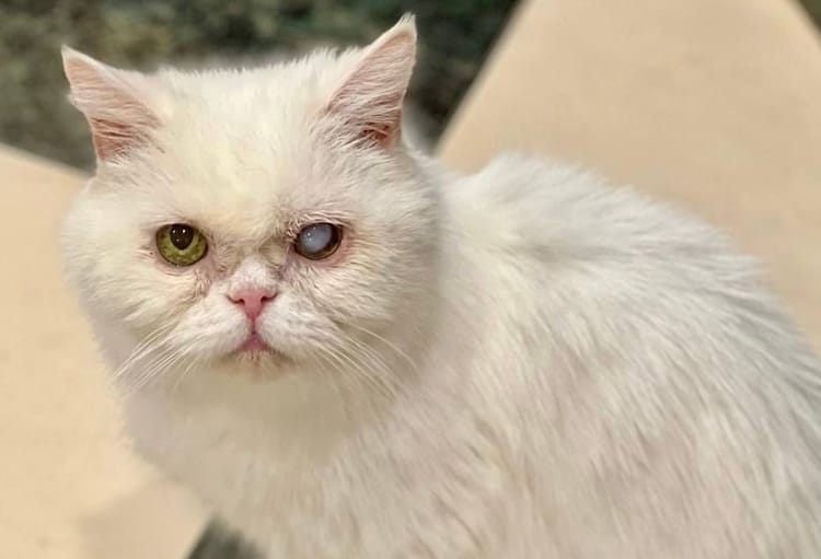 Пожилому коту Семе нужна помощь, чтобы прожить старость в комфорте