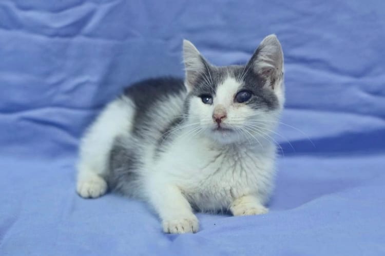 Давайте поможем собрать деньги для слепого котёнка из приюта по имени Юки