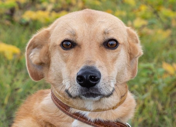 Позаботьтесь о счастливом будущем пса Дарта из приюта