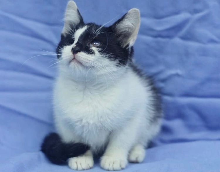 Слепой котёнок Оя ждёт помощи и нового дома, пожалуйста, поддержите