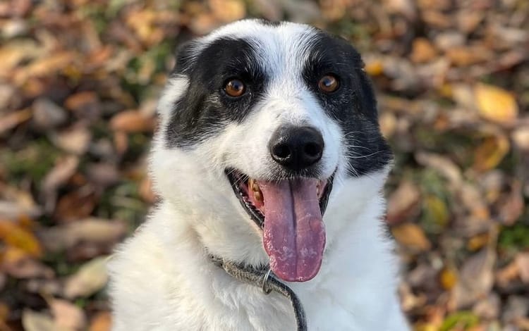 Жизнерадостный Бим потерял лапу, но не энтузиазм. Поддержите его содержание в приюте