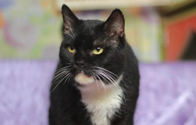 Сможет ли Марвел жить без боли и одиночества? Бактерия разрушает его жизнь