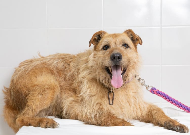 Поддержите нас, чтобы Дублин и другие собаки не остались без ухода