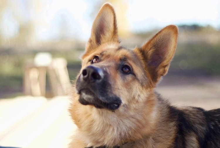 Арагог — весёлый пёс-инвалид, нуждающийся в поддержке для комфортной жизни