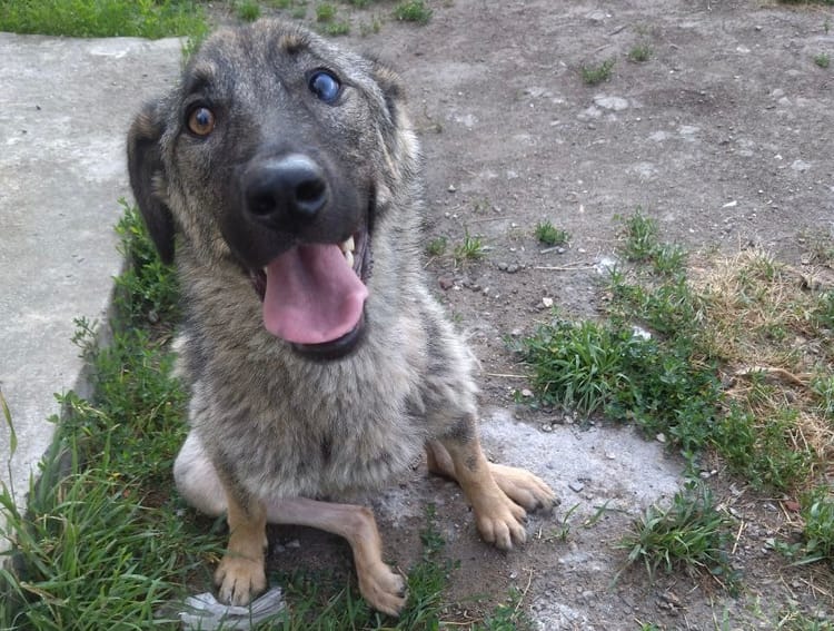 Берли столкнулась с бедой, но мы можем помочь ей снова встать на ноги