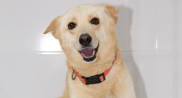 Специальная коляска поможет Саньке-инвалиду комфортно жить в приюте