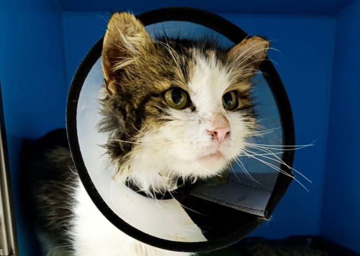 Алика нашли ночью в поле. Пожалуйста, помогите котику оплатить операцию!