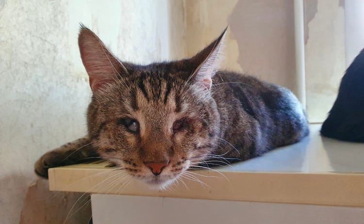 Пожалуйста, помогите собрать деньги на лечение и операцию для Зайца