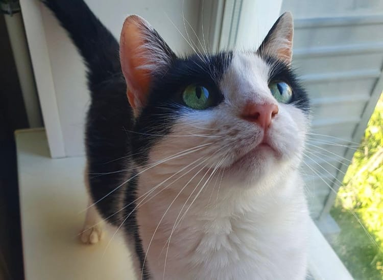 Чёрно-белой кошке Джине нужна помощь в борьбе с раком