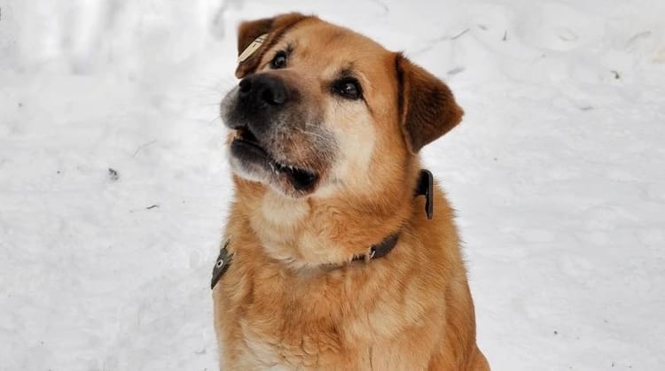 Давайте поможем отважному Рыжему обрести возможность ходить снова