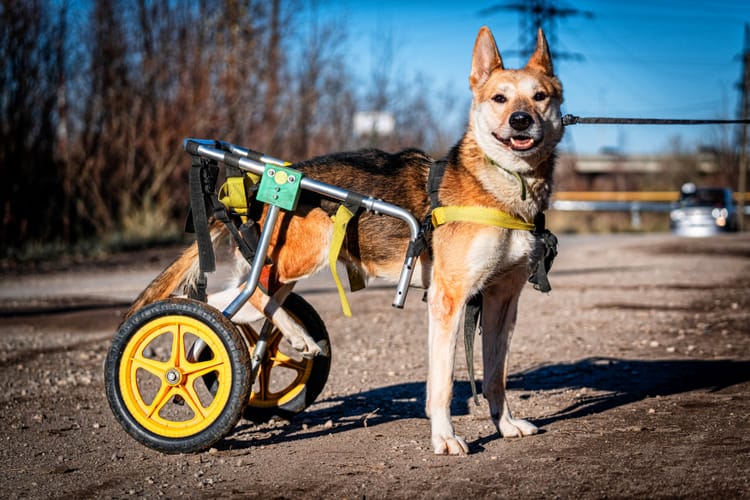 Лизе требуется помощь для восстановления после перенесённой аварии и проведённой операции