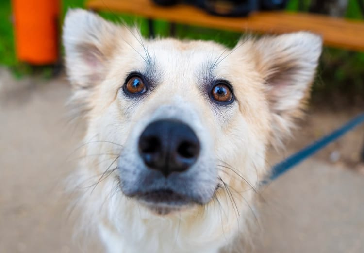 Пахому с аллергическим дерматитом нужен специальный корм, чтобы быть здоровым