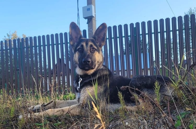 Вэст учится жить на трёх лапах — поможем ему с лечением