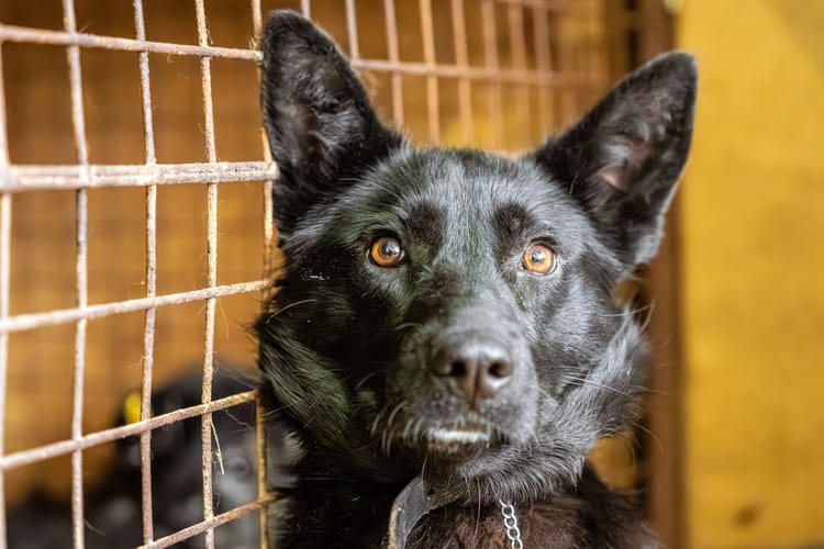 Стрелке нужна помощь, чтобы расплатиться за операцию по удалению почки