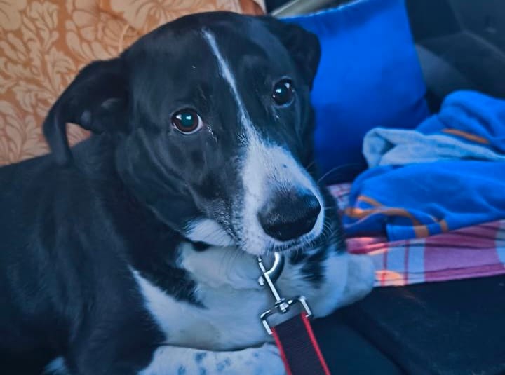 Наша поддержка может спасти жизнь и здоровье Зефирки