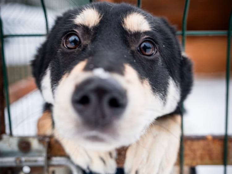 Помогите собрать 54 000 рублей на лечение больного бронхитом щенка Шена