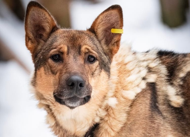 Белке нужна повторная операция и дорогостоящие препараты