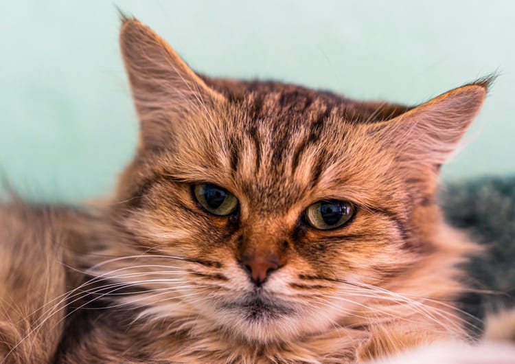 Маркизу нужен лечебный корм, чтобы ходить в туалет без боли