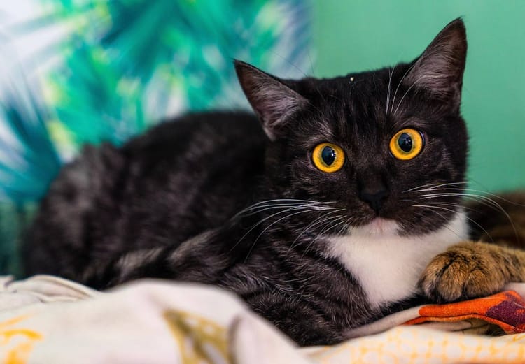 После аварии Дине необходимо комплексное медицинское обследование, нужна поддержка