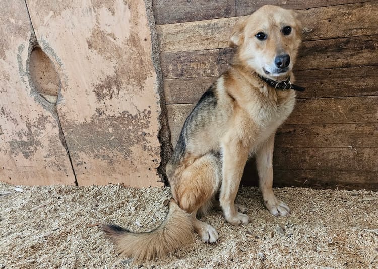 Обследование и лечение Рыжули требуют больших расходов, пожалуйста, помогите