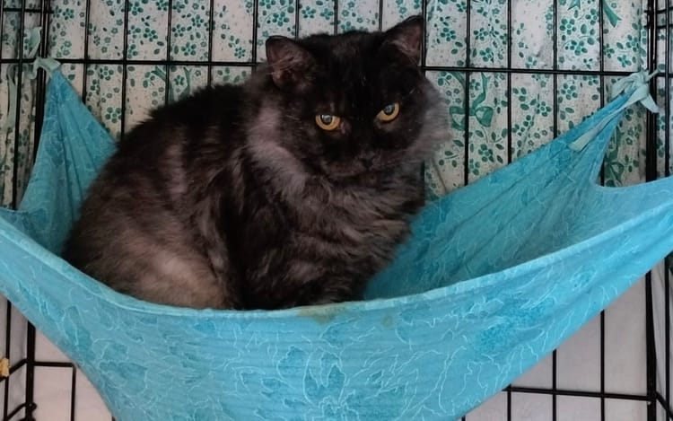 Масяне, бездомной кошке, победившей рак, нужен дом и поддержка