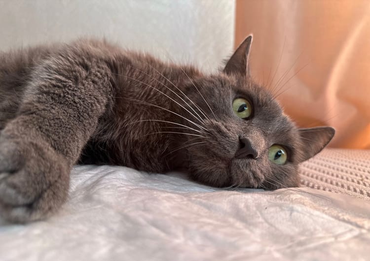 Бэтмен получил травмы после падения и нуждается в помощи для реабилитации