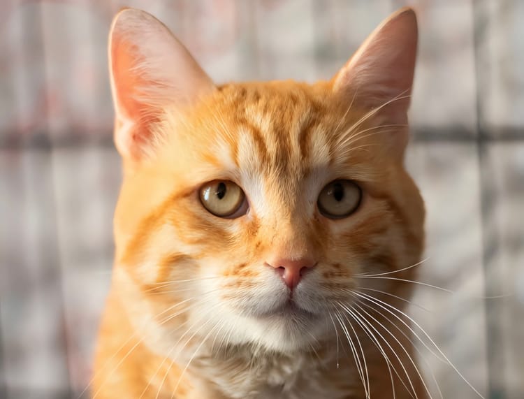 Сломанный позвоночник не помешает Суворову вновь стать веселым котом