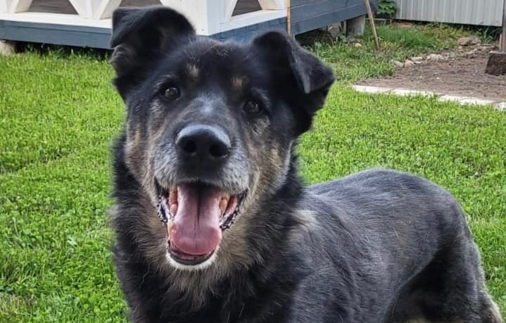 Давайте поможем Бобу, чтобы он навсегда забыл о страданиях на улице