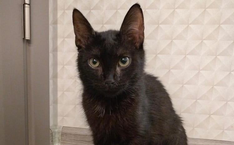 Бездомному котенку Тише нужны средства на дальнейшее лечение, пожалуйста, помогите