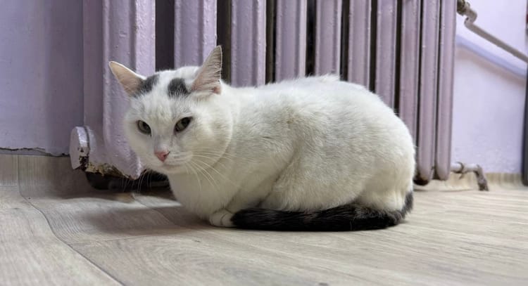 Поддержите Масяню в её поиске дома — помогите оплатить содержание в приюте