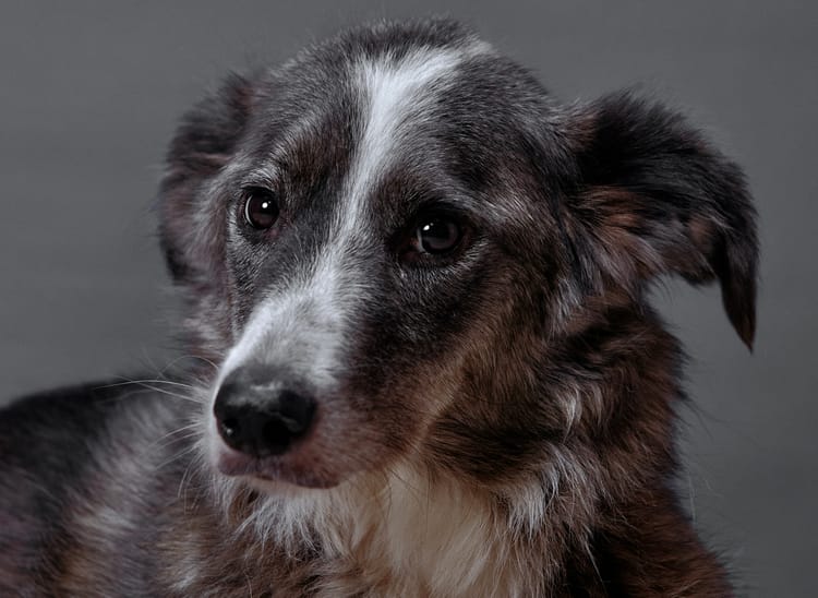 Помогите собаке Сандре справиться с последствиями опасной травмы