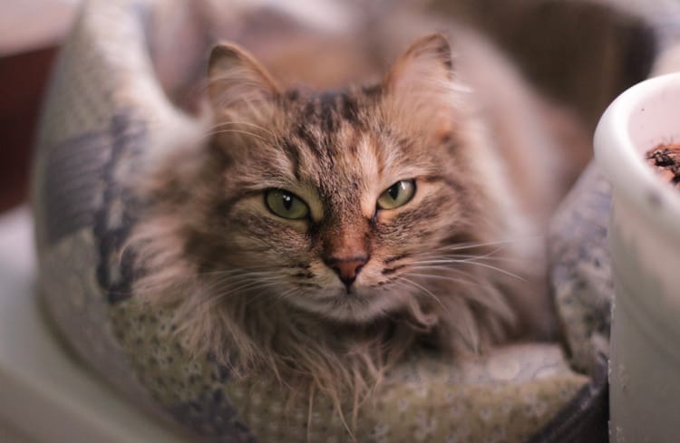 Пожалуйста, помогите оплатить Нафане хорошее содержание в приюте