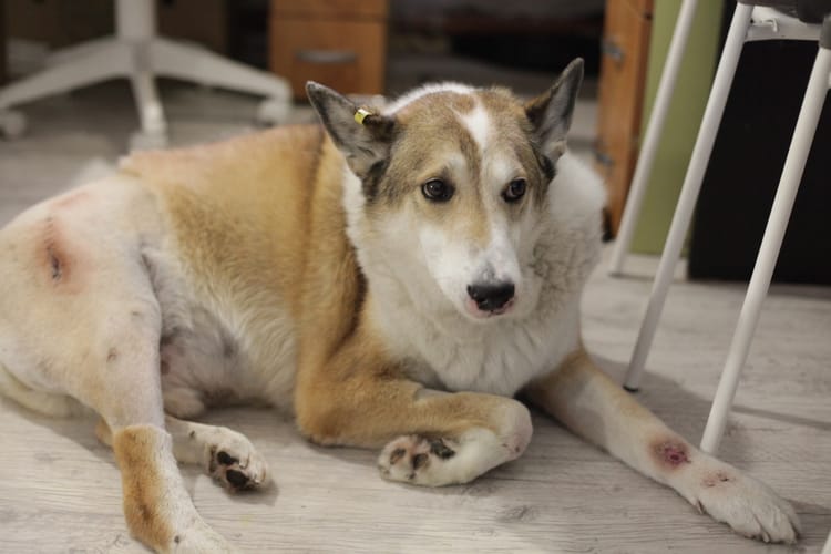 Бублику нужно питание и лекарства, чтобы дождаться своего хозяина