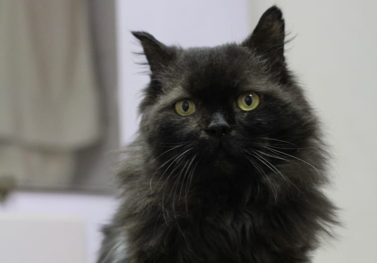 Тихон — бывший бездомный кот с боевым характером, ему нужны лекарства